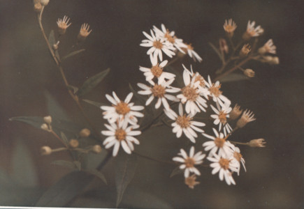 scan0018.tif